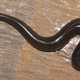 The flatworm that was found in Caen, France.
